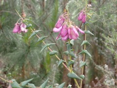 Polygala fruticosa