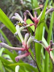 Anigozanthos flavidus
