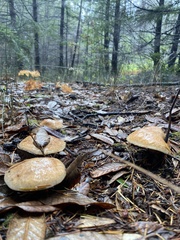 Lactarius xanthogalactus