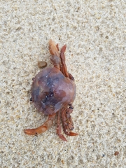 Polybius henslowii