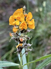 Callistachys lanceolata
