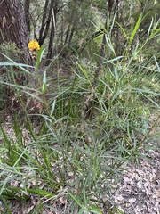 Callistachys lanceolata