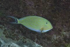 Acanthurus lineatus