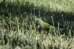 Polytelis swainsonii