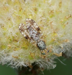 Austrotephritis poenia