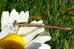 Platycnemis acutipennis