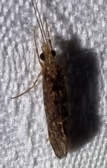 Hydrobiosidae