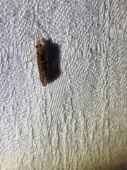 Hydrobiosidae