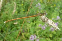 Platycnemis acutipennis