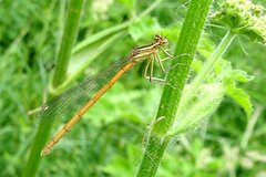 Platycnemis acutipennis
