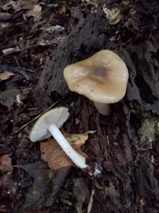 Entoloma griseum