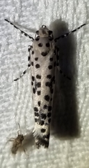 Yponomeuta pustulellus