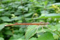 Platycnemis acutipennis