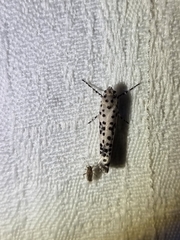 Yponomeuta pustulellus