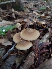 Entoloma griseum
