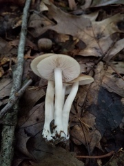 Entoloma griseum