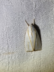 Cryptophasa flavolineata