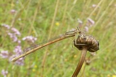 Platycnemis acutipennis