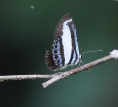 Psychonotis caelius