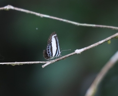 Psychonotis caelius