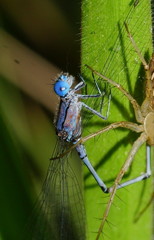 Pseudagrion cingillum