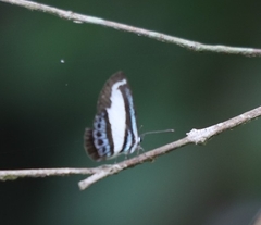 Psychonotis caelius