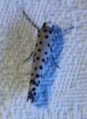 Yponomeuta pustulellus