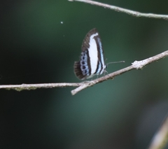 Psychonotis caelius