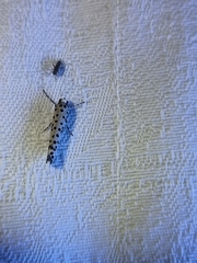 Yponomeuta pustulellus