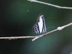 Psychonotis caelius