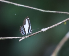 Psychonotis caelius