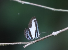 Psychonotis caelius