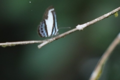 Psychonotis caelius