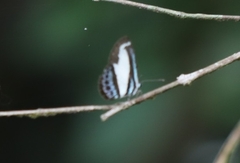 Psychonotis caelius