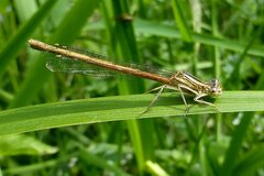 Platycnemis acutipennis