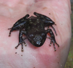 Arthroleptides yakusini