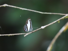 Psychonotis caelius