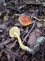 Aureoboletus roxanae