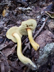 Aureoboletus roxanae