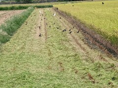 Acridotheres javanicus