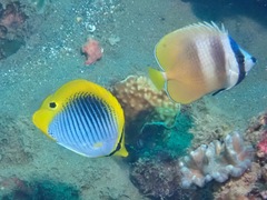 Chaetodon kleinii