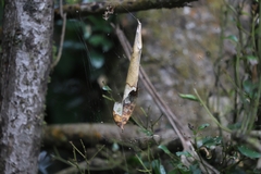 Phonognatha graeffei