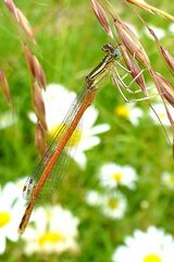 Platycnemis acutipennis