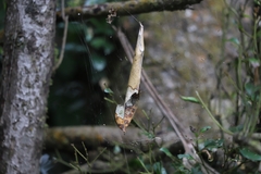 Phonognatha graeffei