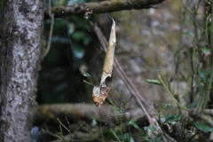 Phonognatha graeffei