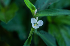 Commelina paludosa