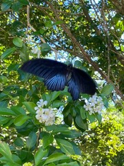 Papilio memnon heronus