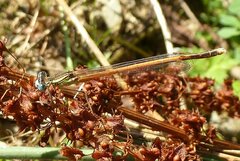 Platycnemis acutipennis