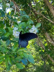Papilio memnon heronus