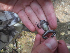 Arthroleptides yakusini
